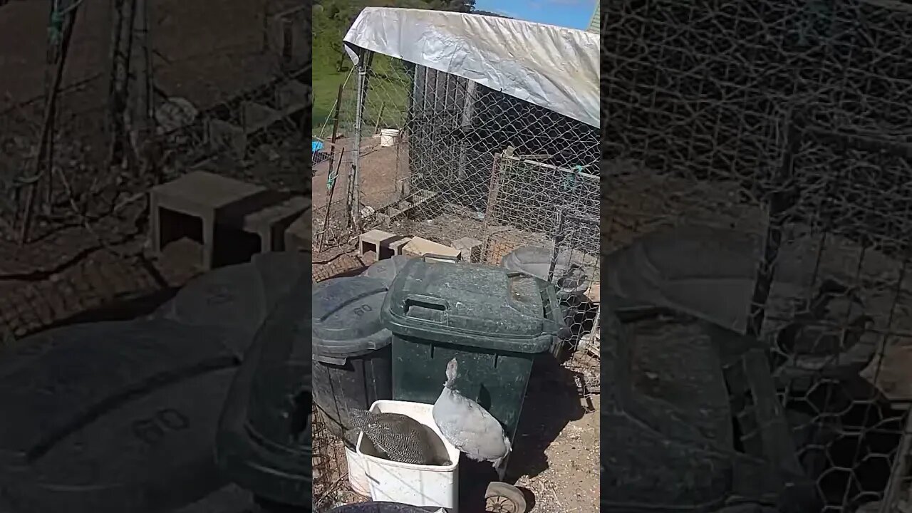 Farm cam. Guinea fowl keets