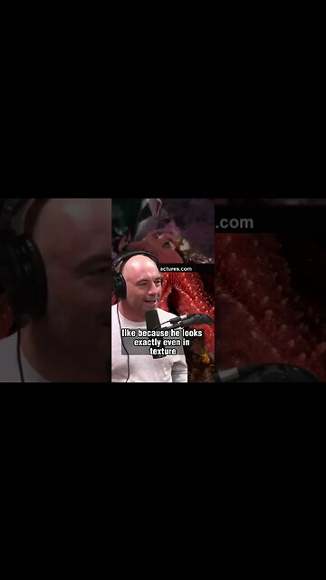 Octopus vs Shark: The Surprising Predator of the Aquarium - Joe Rogan and William von Hippel