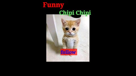 Funny video Chipi Chipi