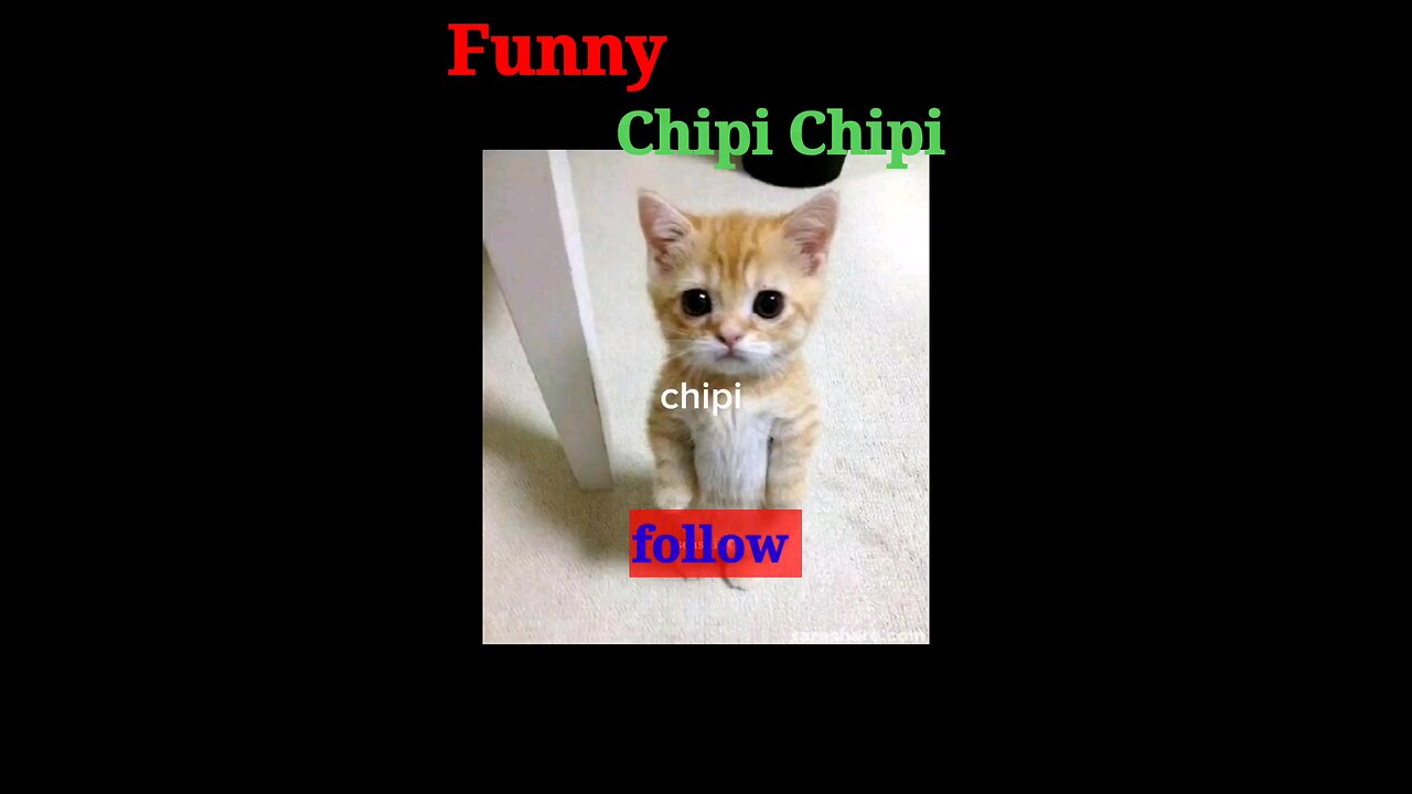 Funny video Chipi Chipi