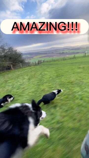 AMAZING DOGS! running 37mph