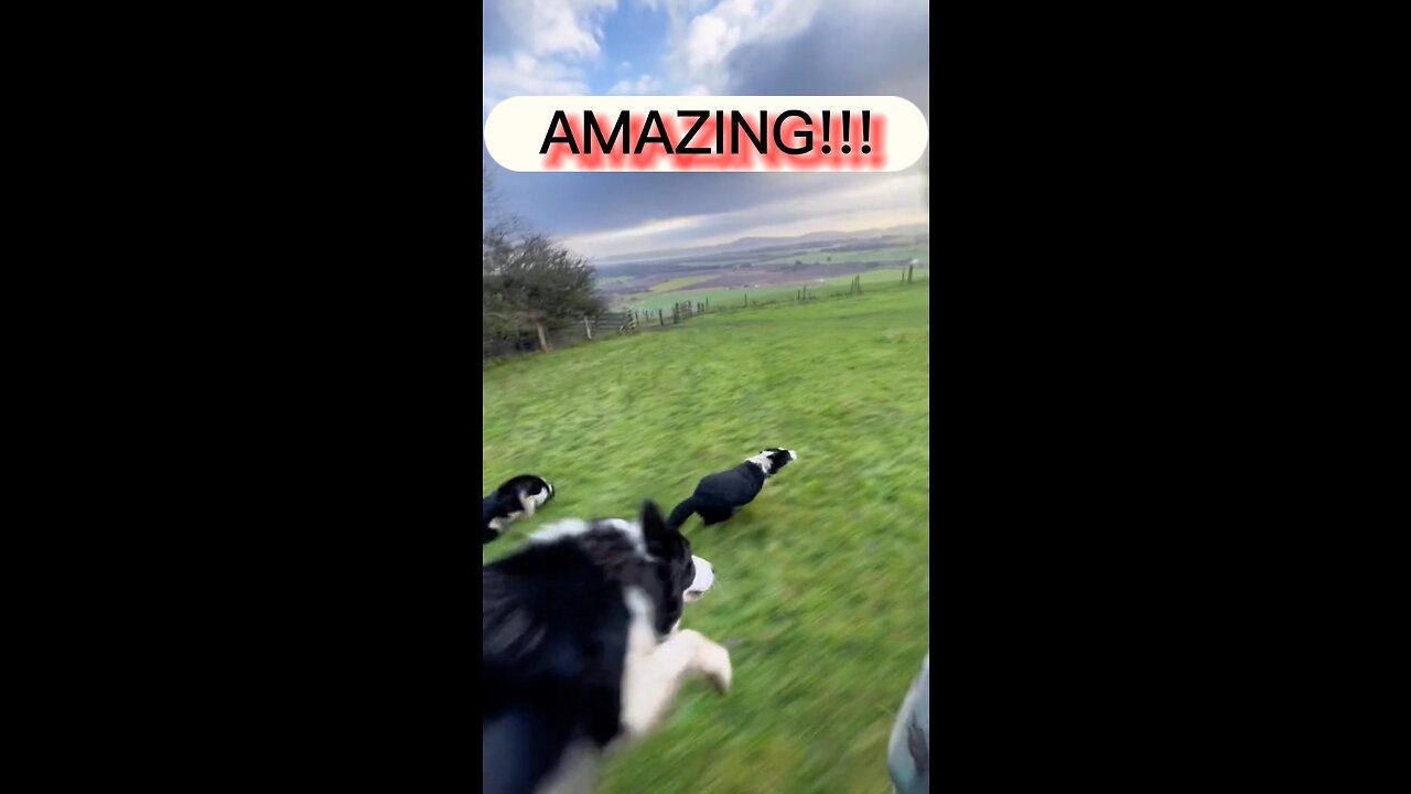 AMAZING DOGS! running 37mph