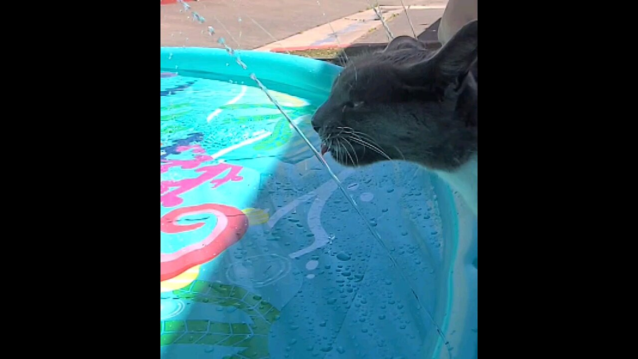 cat drinking water in slow motion