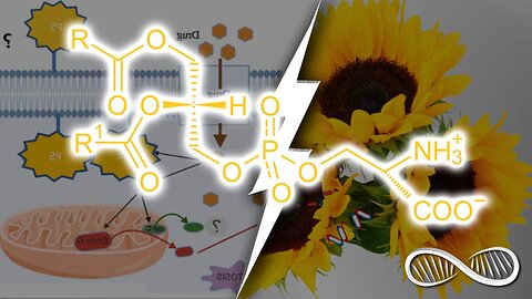 Phosphatidylserine: A stress-defeating Nootropic for a high-performance memory