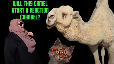 Foodie Beauty Going To Rage When The Camel Start Its Own Reaction Channel Lets Watch