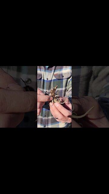 😮Planting Hosta Roots the Right Way😉