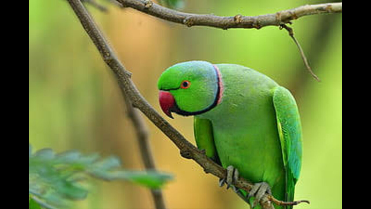 Cute parrot 🦜 talking and watching movie #parrot#shorts#cute