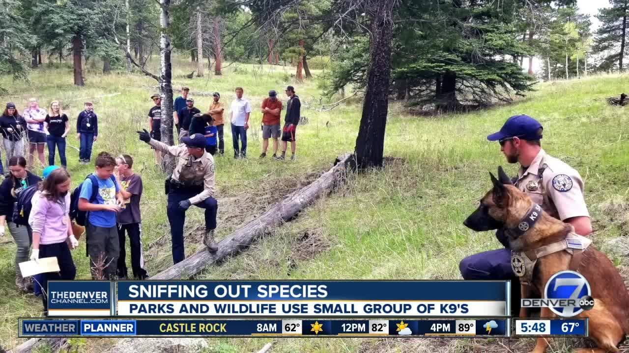 Small K-9 unit vital to assisting CPW in protecting wild animals in Colorado