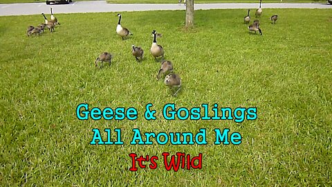 Geese & Goslings All Around Me