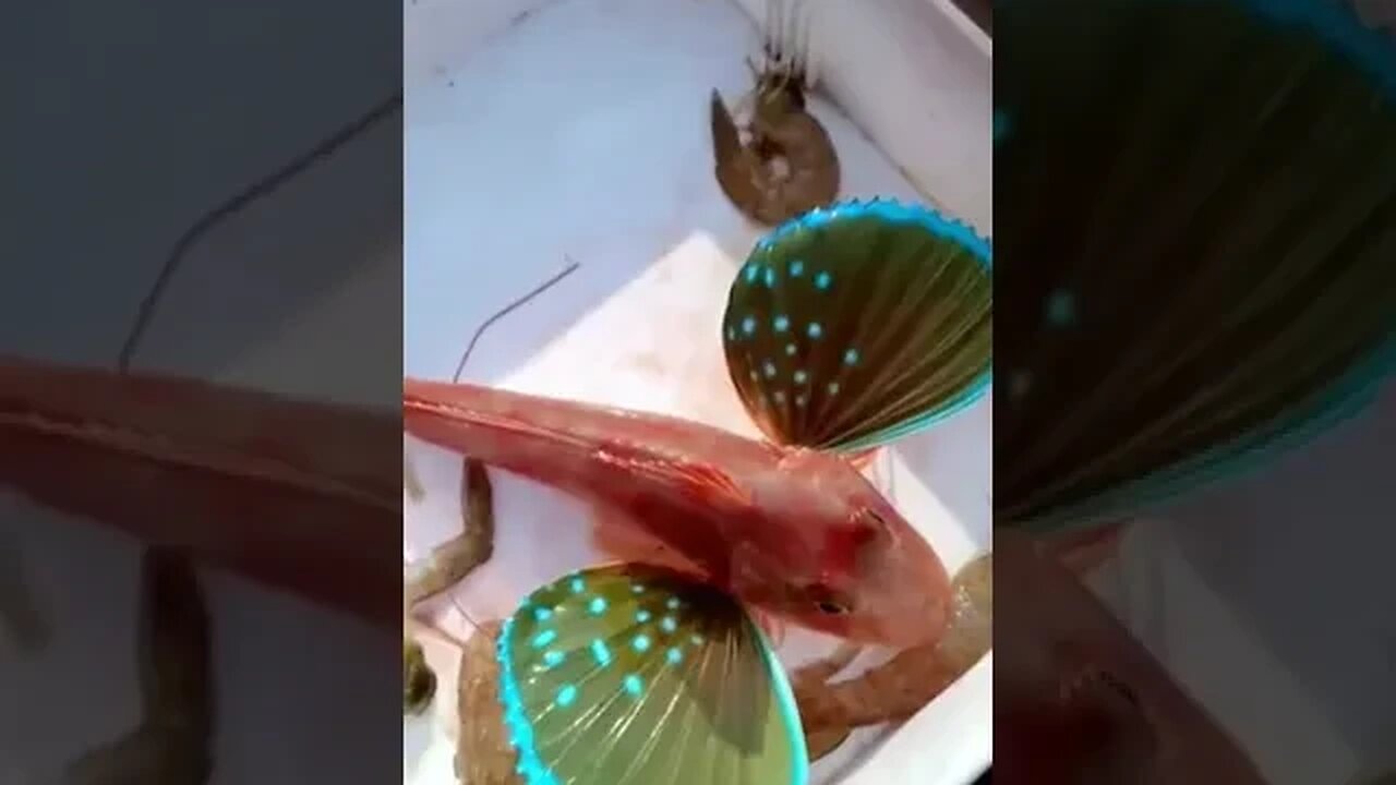 Watch the most beautiful fish in the world-شاهد أجمل سمكة في العالم سبحان الله!