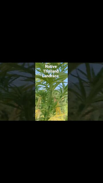 Cultivated Thai Landrace Genetics mostly lemon dominant but a few gems in there.