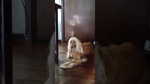 #dogshow , #animals , #dogs , #shorts