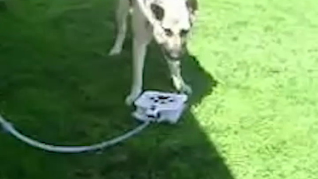 Doggie Water Fountain Looks Like Too Much Fun!