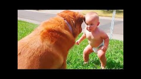 Cute Dogs and Babies are Best Friends - Dogs Babysitting Babies Video.MUST WATCH