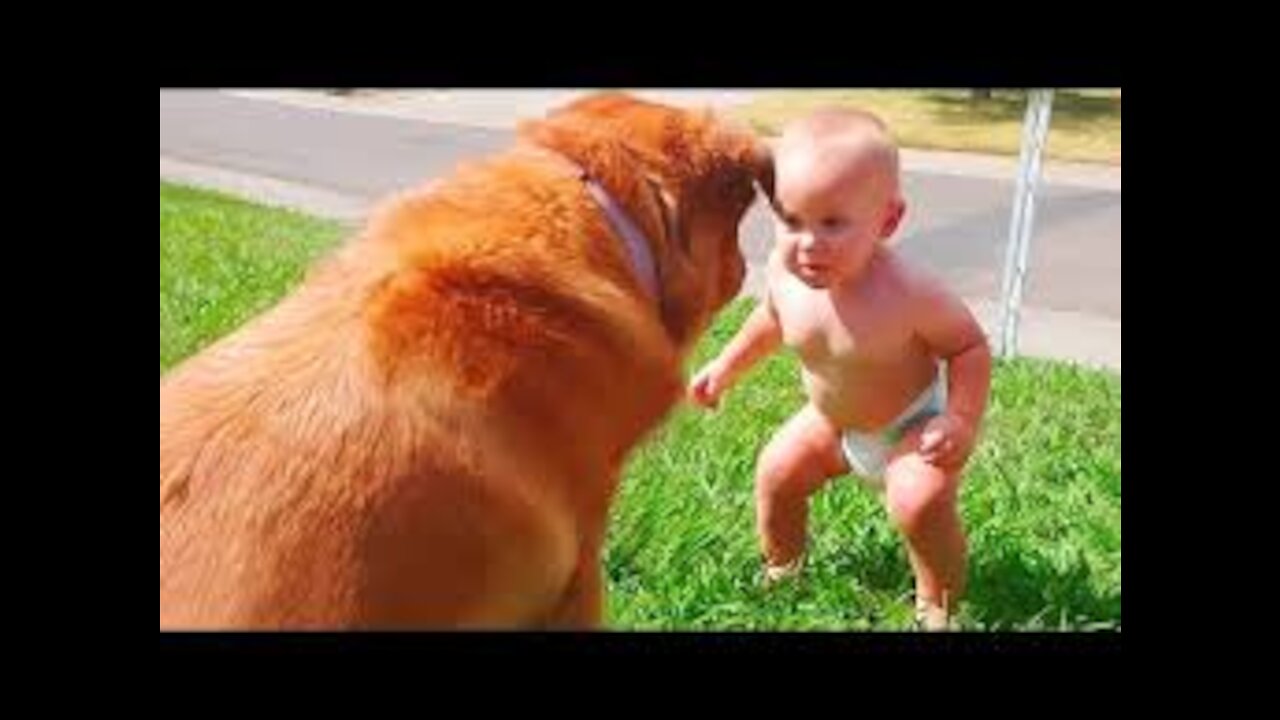 Cute Dogs and Babies are Best Friends - Dogs Babysitting Babies Video.MUST WATCH