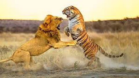 A fierce fight between a tiger and a lion will also shake your body || #vairal