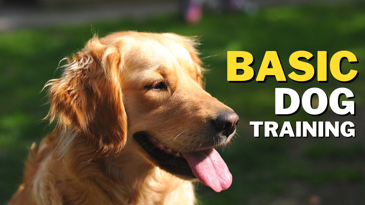 Dog Training Essentials - Top 10 Commands Every Dog Should Know