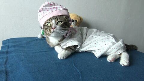 This Cat Wears Clothing