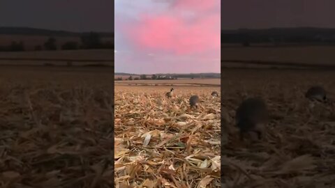 Calm Before The Storm #gooseseason