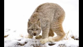 Família de linces invade quintal no Alasca