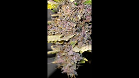 Full Plant Hang Dry #doubledOGdaro