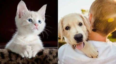 Funny moment🤣 Funniest 🐶 Dogs and 😻 Cats - Awesome Funny Pet Animals Life Videos 😇