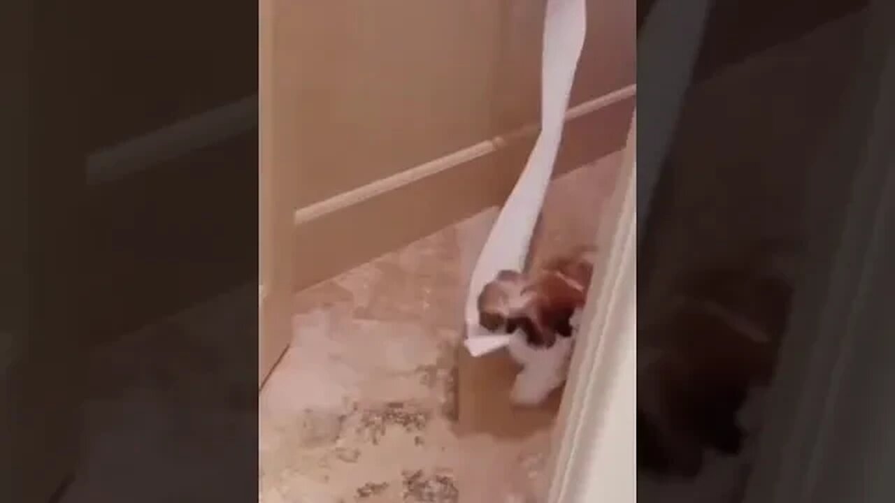 Cute Puppy2