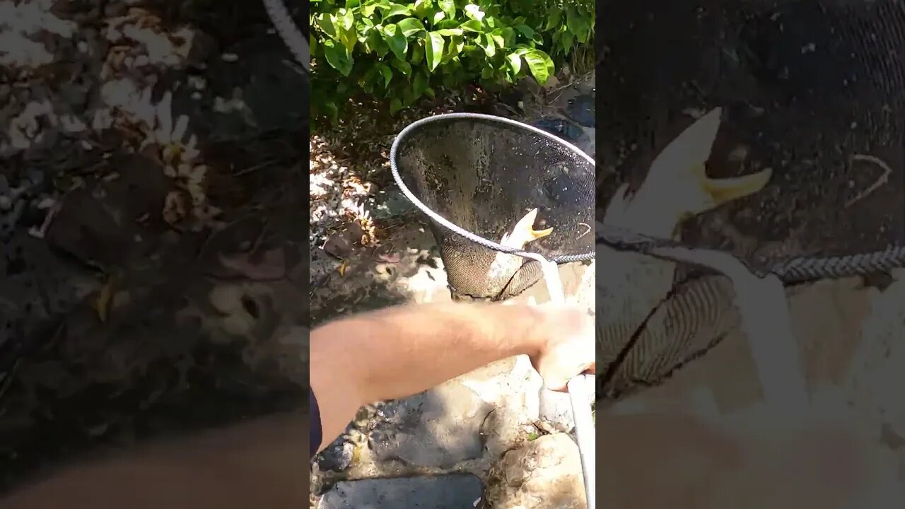 Beautiful koi fish #koipond #aquaponics