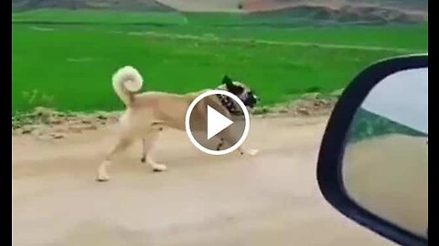 Ala Anatolian Shepherd Dog Sport