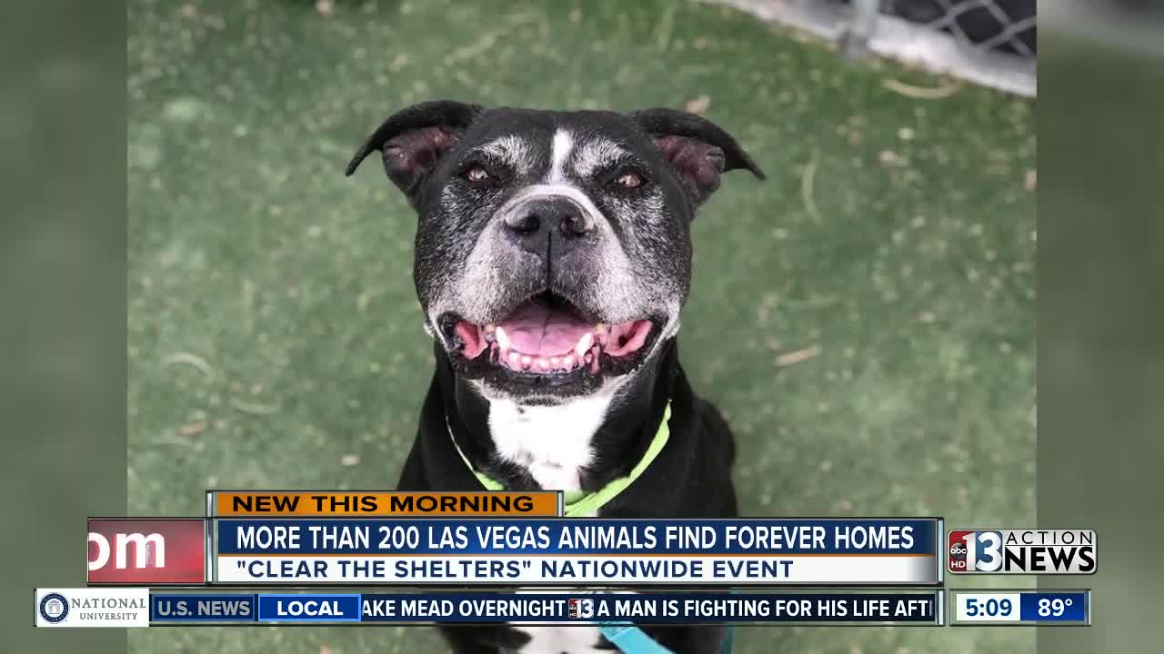 More than 200 animals adopted