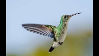 Hummingbird snacks off guy's forehead