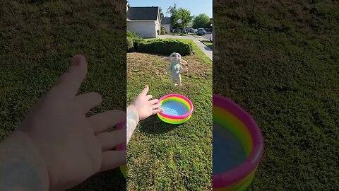 Baby Yoda Flips Into Pool #shorts