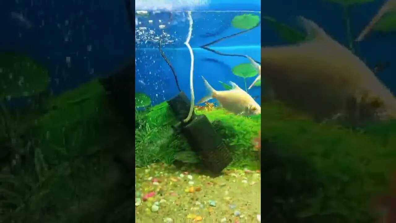 🐟🐠🐟🐠