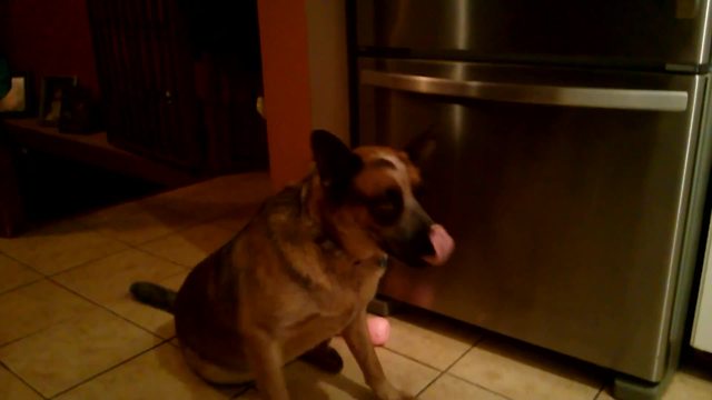 "German Shepherd Puzzled by Popcorn"