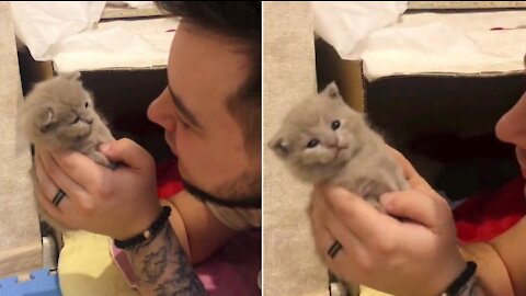 Cute kitten does not understand what is happening around him