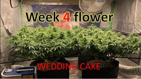 Week 4 flower of Wedding Cake Weed Strain Topped 3x