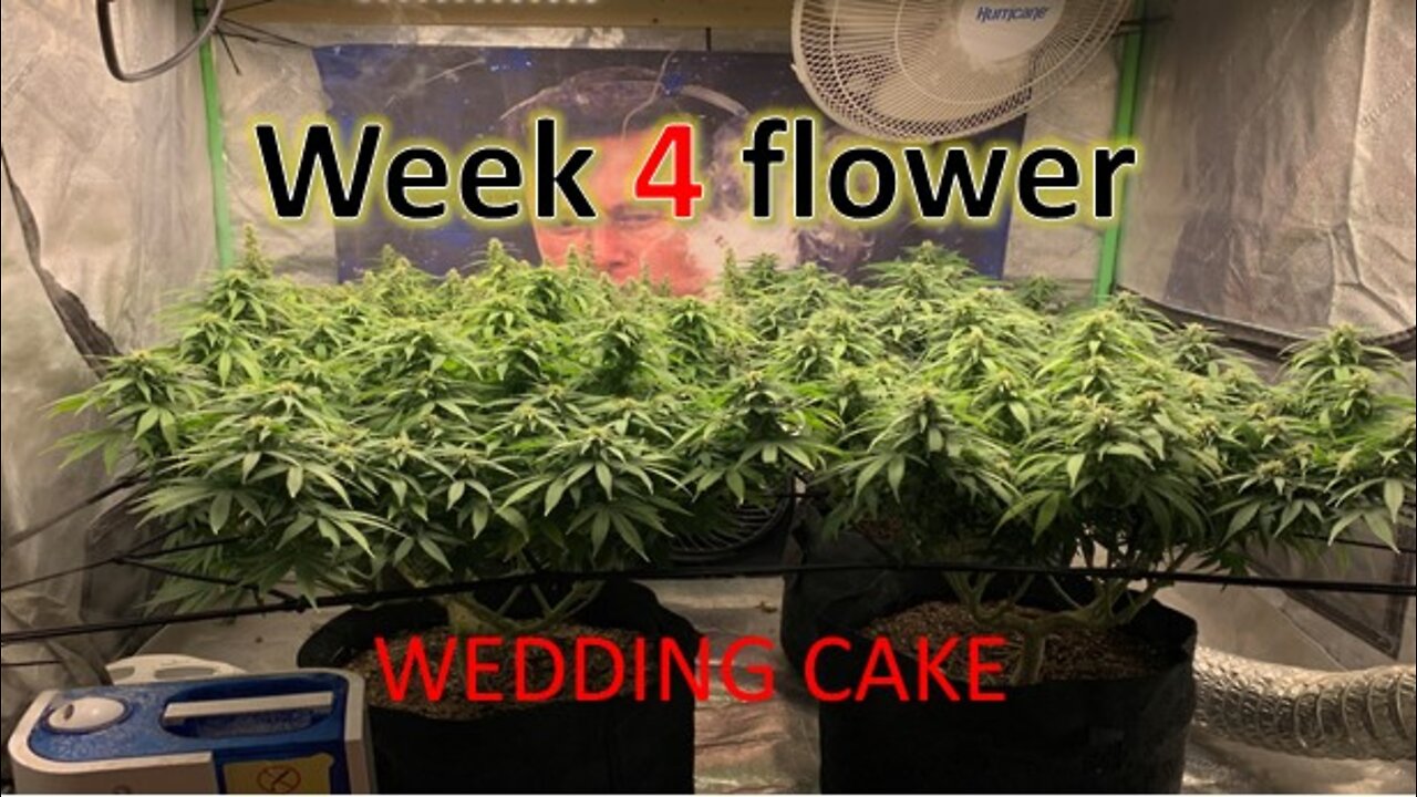 Week 4 flower of Wedding Cake Weed Strain Topped 3x