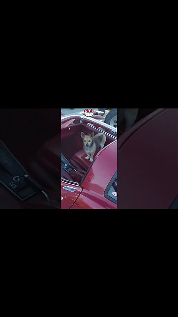 Both The Girls Are Mobile! #ratrod #corvette #classic #cars