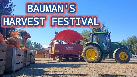 CORN MAZE AND SUNFLOWER FIELD at BAUMAN'S HARVEST FESTIVAL * GERVAIS, OREGON