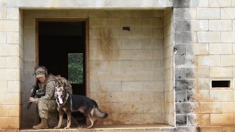 Military Working Dog joint training