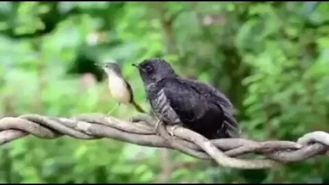 ll একটা ছোট্ট পাখি কি আমাদের শিক্ষা দিতে পারে? দেখুন প্রকৃতির ডাক।