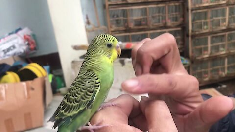 An extremely friendly and adorable parrot