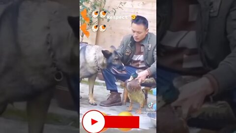 How to train your dog