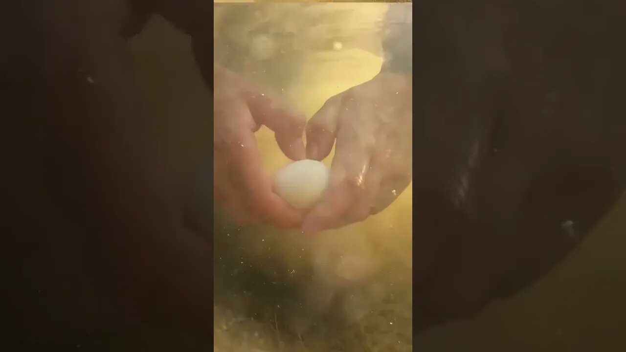 Cracking an EGG 🥚 in the Ocean 🌊