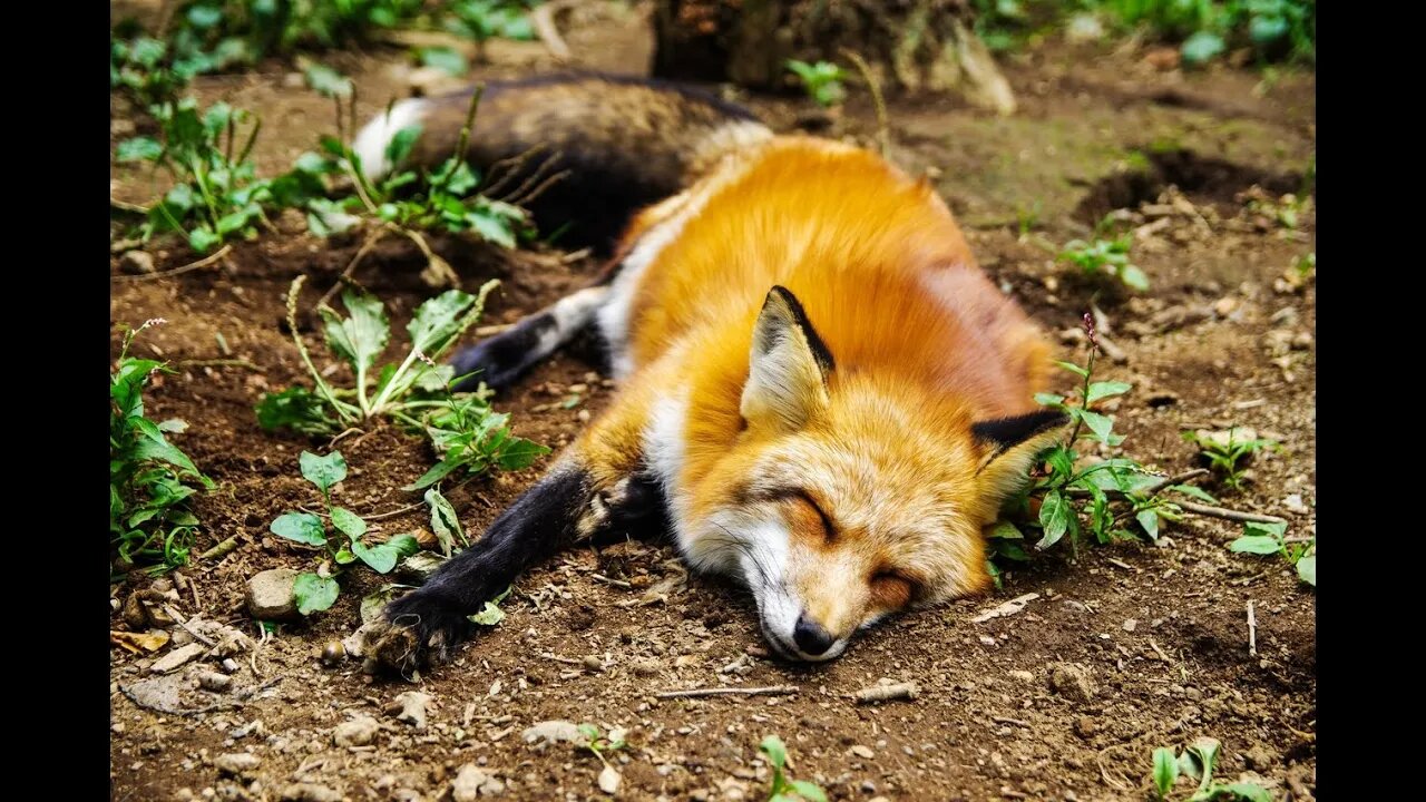 Deep Sleep , Black Screen, Sleep music, insomnia, tinnitus, delta waves, white noise