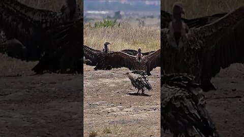 Vultures Warming Up - WINGSPAN OF 7.5FT #shorts #short