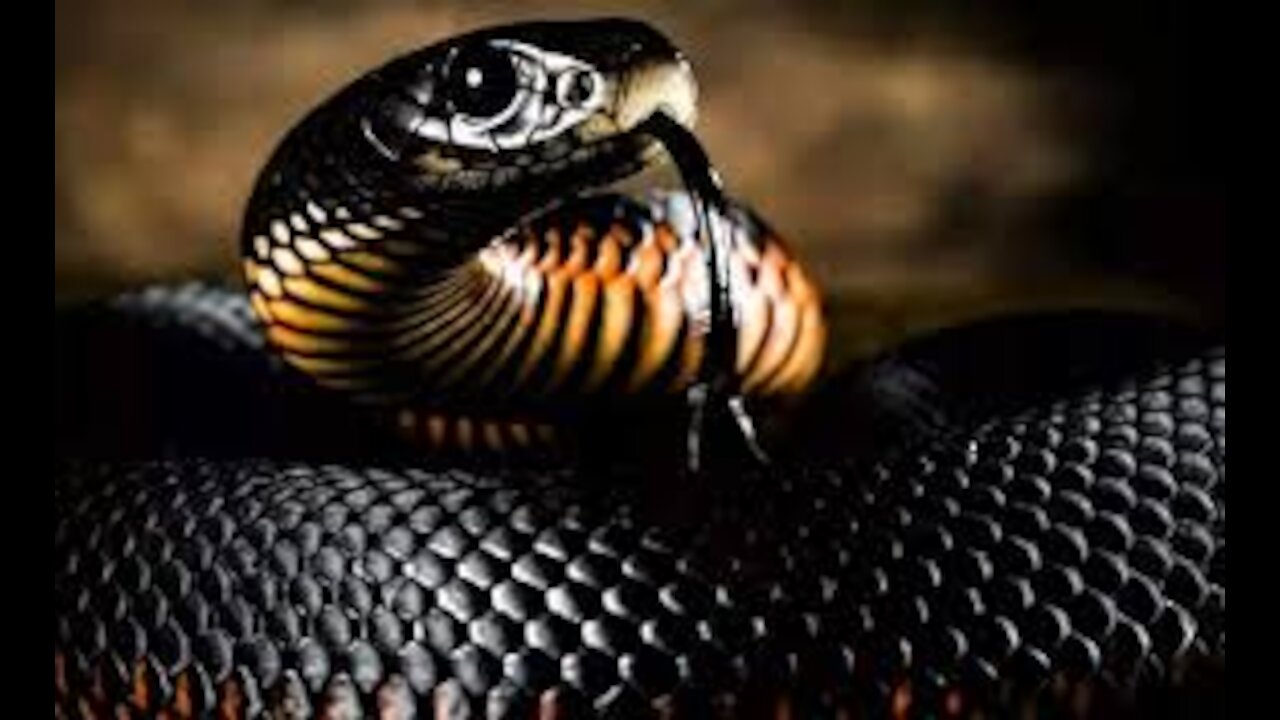 Great Two black snakes during mating