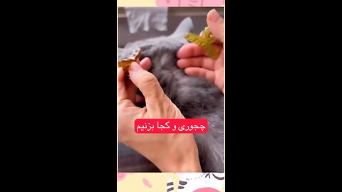 Pet cumping oil 😍😍