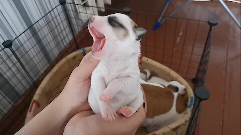 Jack Russell Terrier puppies