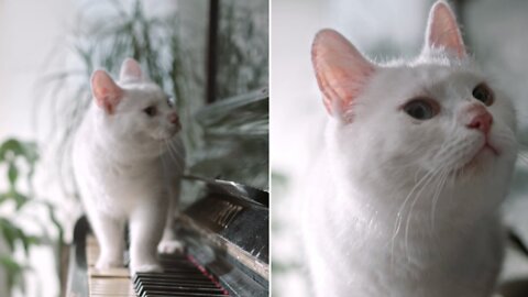 Cat Walking on Piano | Beautiful White Cat